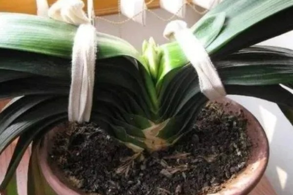 君子兰夹箭怎么处理，可进行遮光养护