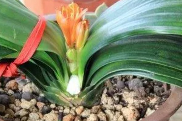 君子兰夹箭怎么处理，可进行遮光养护