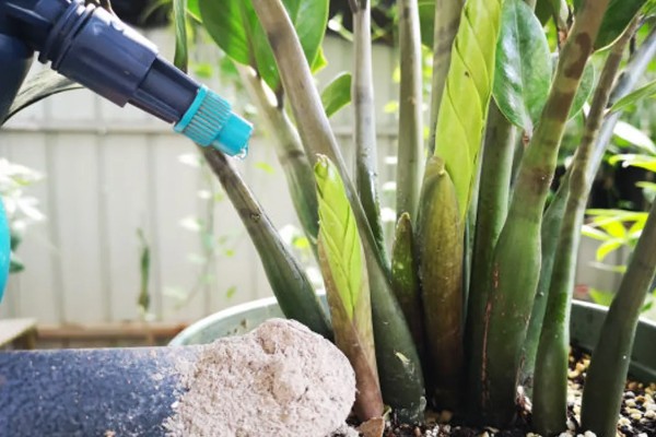 金钱树怎么养殖,选择微酸性的土壤种植