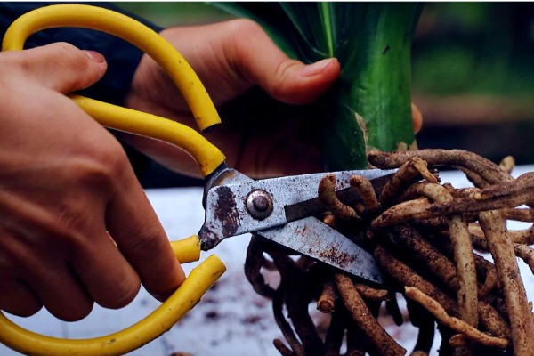 君子兰夹箭怎么处理，可进行遮光养护