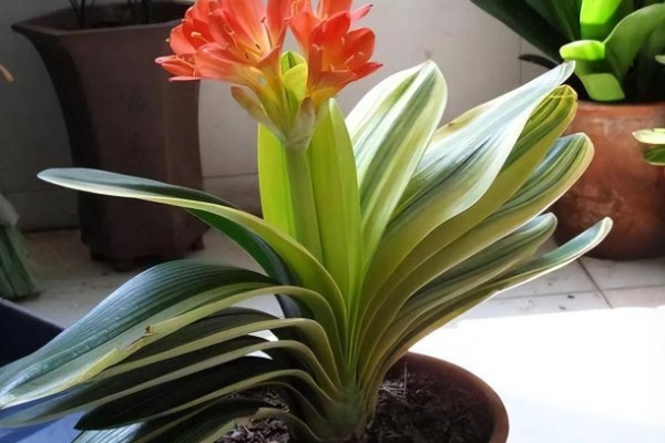 君子兰夹箭怎么处理，可进行遮光养护