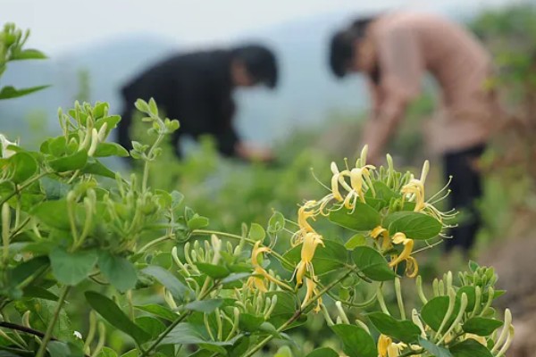 金银花采摘要选择开花的吗，应选择不开花的