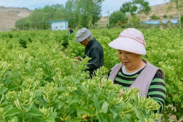 金银花采摘要选择开花的吗，应选择不开花的