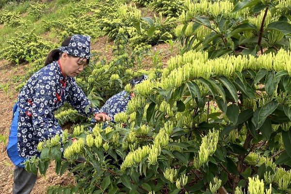 金银花采摘要选择开花的吗，应选择不开花的
