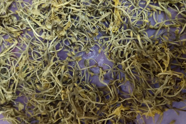 金银花采摘要选择开花的吗，应选择不开花的