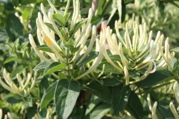 金银花采摘要选择开花的吗，应选择不开花的