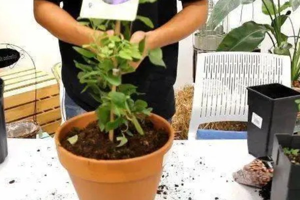 铁线莲怎么养殖，生长期每隔半个月追肥一次