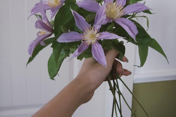 铁线莲怎么养殖，生长期每隔半个月追肥一次