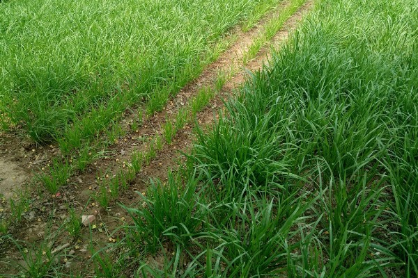 夏季高温期的韭菜管理要点，需停止收割