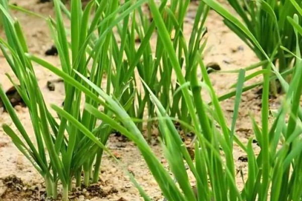 夏季高温期的韭菜管理要点，需停止收割