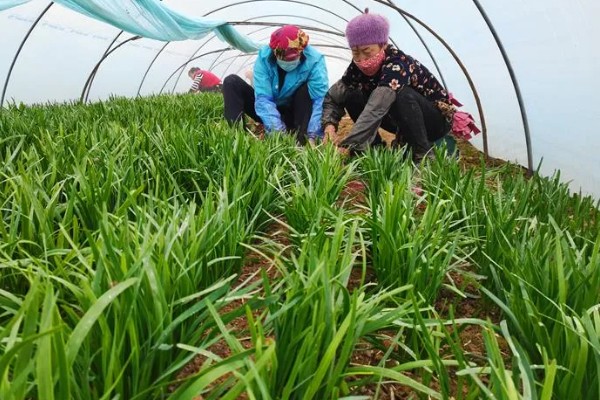 夏季高温期的韭菜管理要点，需停止收割