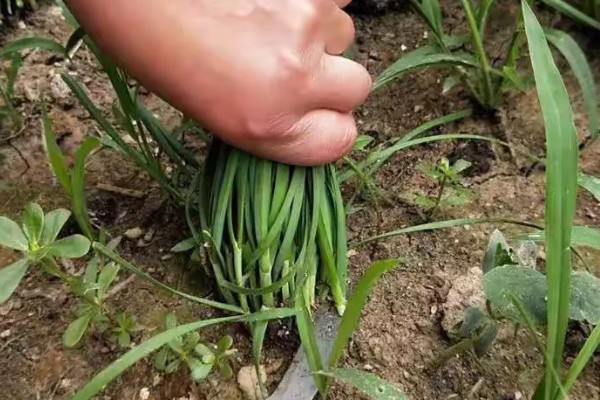 夏季高温期的韭菜管理要点，需停止收割