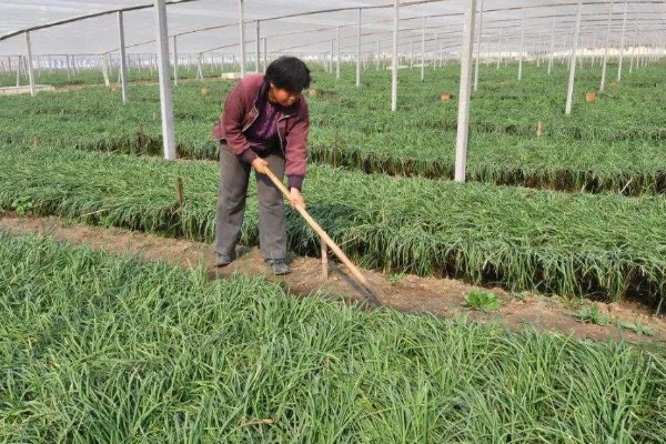夏季高温期的韭菜管理要点，需停止收割