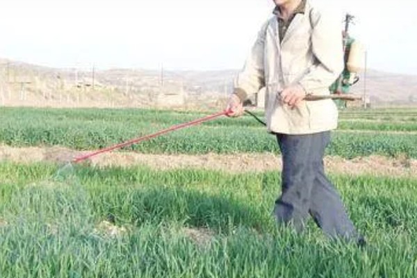 夏季高温期的韭菜管理要点，需停止收割