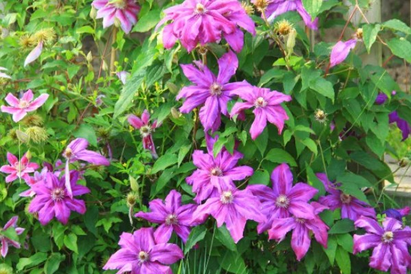 铁线莲怎么养殖，生长期每隔半个月追肥一次