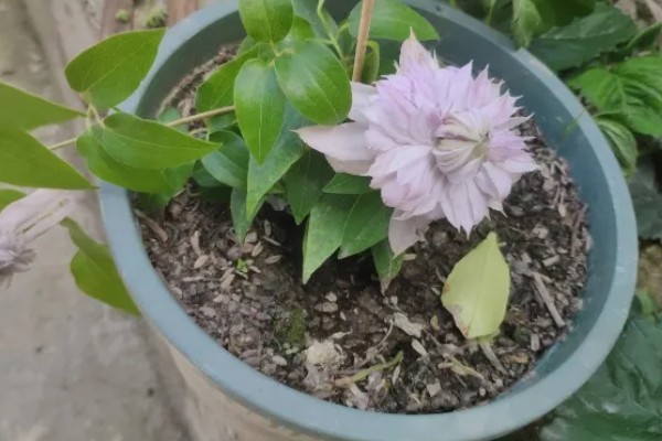 铁线莲怎么养殖，生长期每隔半个月追肥一次