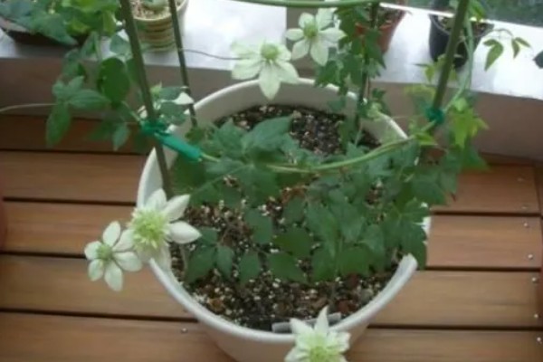 铁线莲怎么养殖，生长期每隔半个月追肥一次