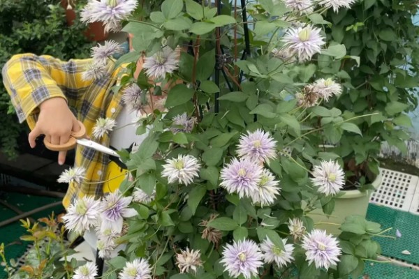 铁线莲怎么养殖，生长期每隔半个月追肥一次