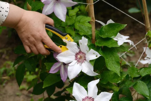 铁线莲怎么养殖，生长期每隔半个月追肥一次