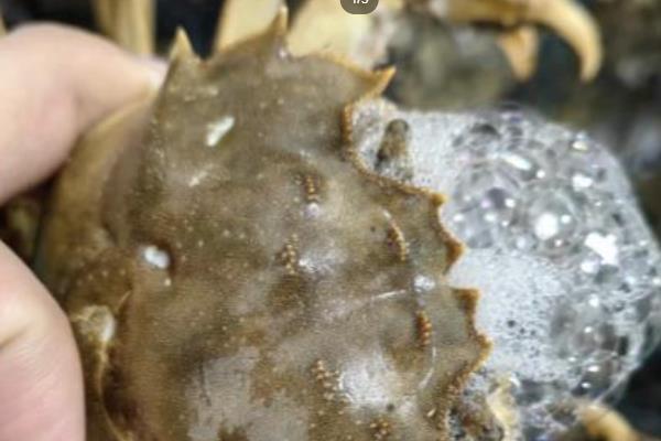 大闸蟹的价格,2两的母蟹批发价为26元一斤