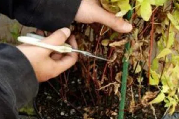 铁线莲怎么养殖，生长期每隔半个月追肥一次