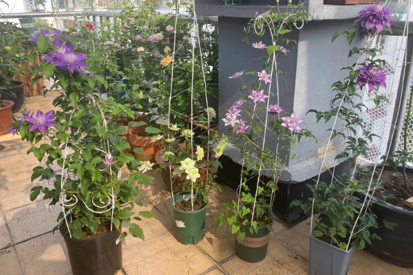 铁线莲怎么养殖，生长期每隔半个月追肥一次