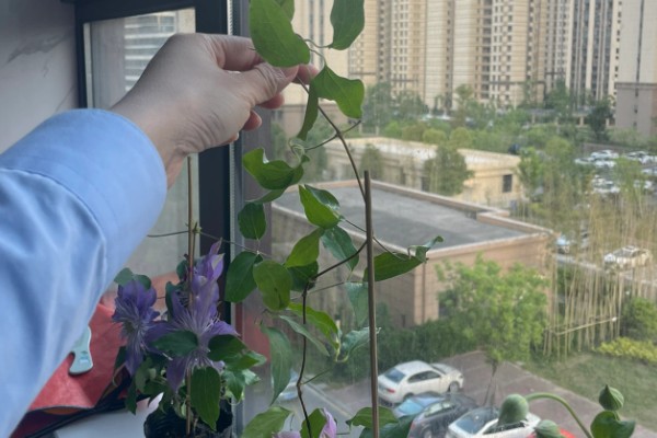 铁线莲怎么养殖，生长期每隔半个月追肥一次