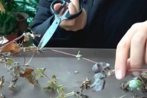 铁线莲怎么养殖，生长期每隔半个月追肥一次