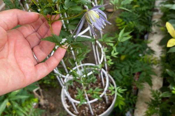 铁线莲怎么养殖，生长期每隔半个月追肥一次