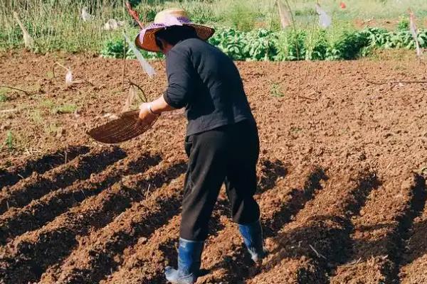 生菜如何种植，生长期间喜欢冷凉气候