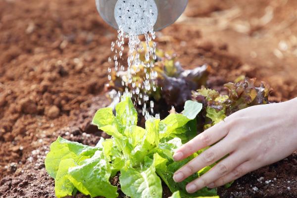 生菜如何种植，生长期间喜欢冷凉气候