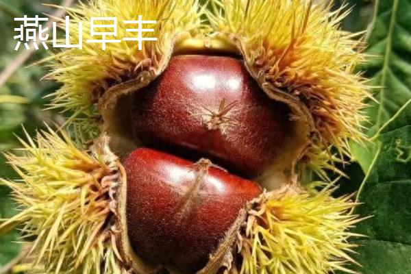 北方板栗品种,有燕山早丰、燕山板栗等