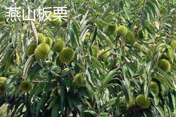 北方板栗品种,有燕山早丰、燕山板栗等