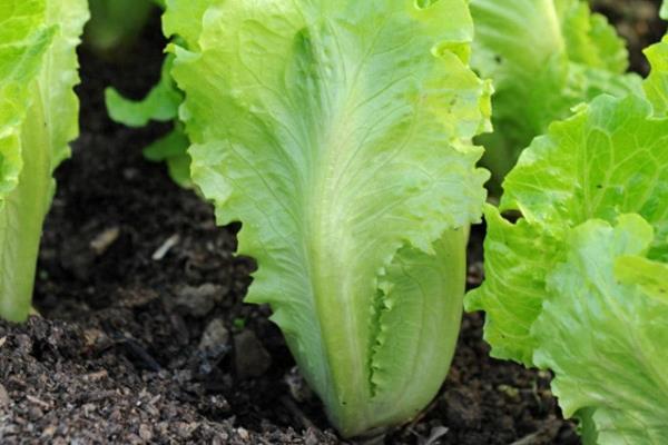 生菜如何种植，生长期间喜欢冷凉气候