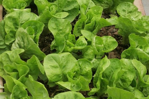 生菜如何种植，生长期间喜欢冷凉气候