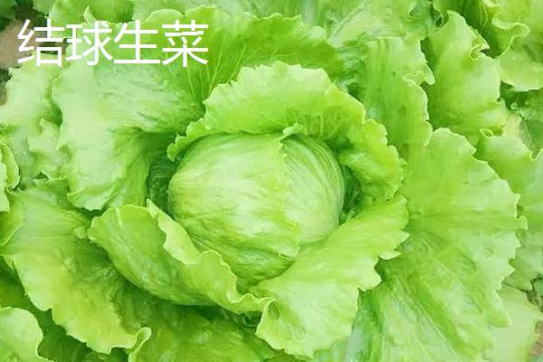 生菜如何种植，生长期间喜欢冷凉气候