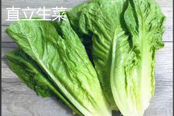 生菜如何种植，生长期间喜欢冷凉气候