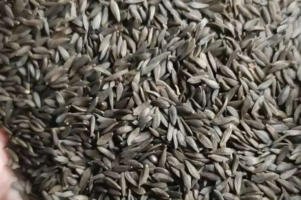 生菜如何种植，生长期间喜欢冷凉气候