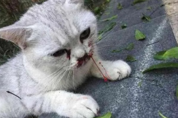 猫为何会异常出血，常见血小板异常、血管疾病等因素