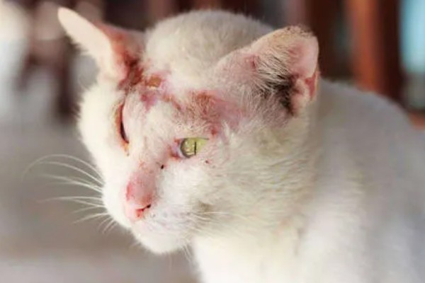 猫为何会异常出血，常见血小板异常、血管疾病等因素