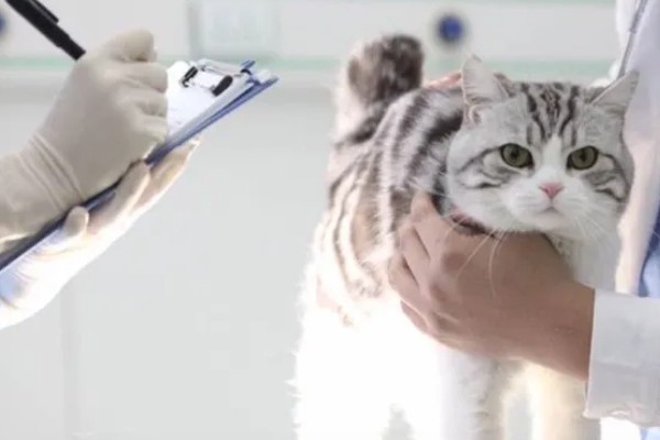 猫为何会异常出血，常见血小板异常、血管疾病等因素