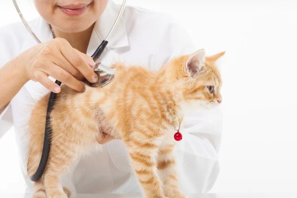 猫为何会异常出血，常见血小板异常、血管疾病等因素