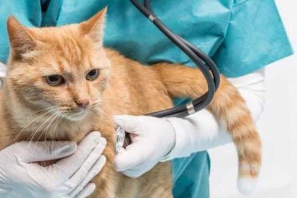 猫为何会异常出血，常见血小板异常、血管疾病等因素