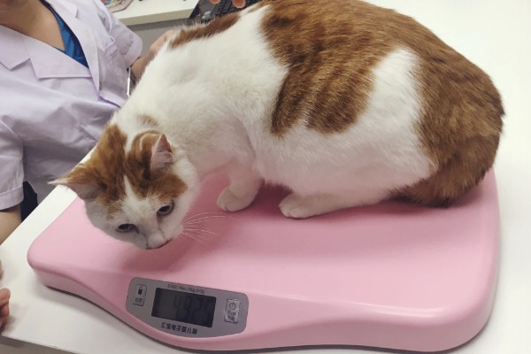 猫为何会异常出血，常见血小板异常、血管疾病等因素