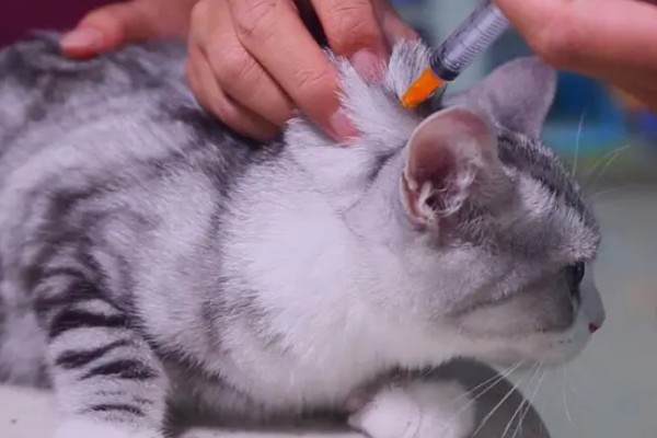 猫为何会异常出血，常见血小板异常、血管疾病等因素