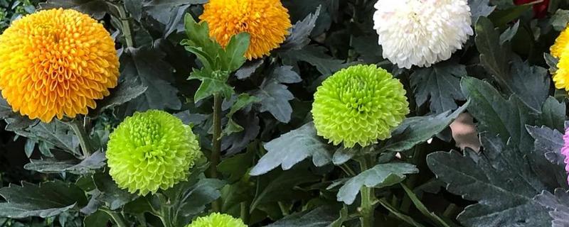 乒乓菊花后如何修剪,花梗处根据长度进行修剪