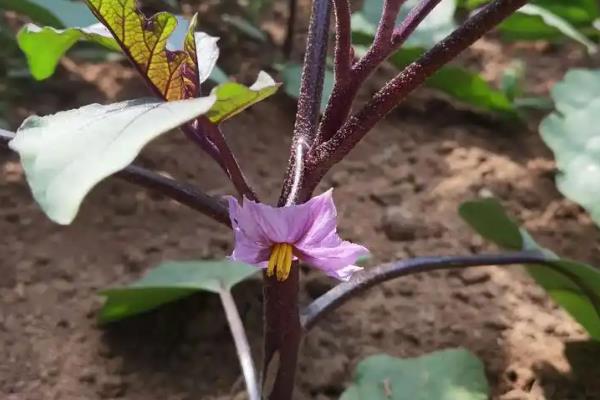 茄子开花到成熟需要多久，要20-30天左右