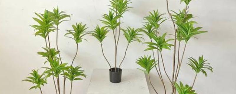 百合竹如何浇水，通常是以喷洒的方法进行浇水