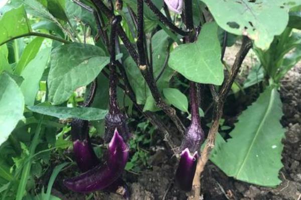 茄子开花到成熟需要多久，要20-30天左右