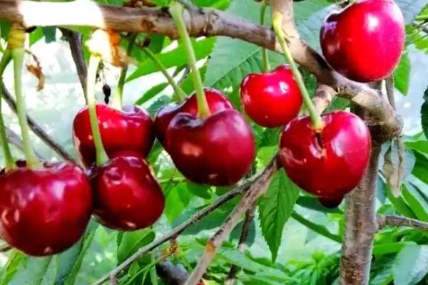 樱桃苗有什么好品种,美早樱桃、黑珍珠樱桃等品种可供选择